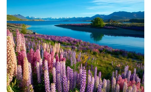 Meet Lupines Summer limited 3-day tour