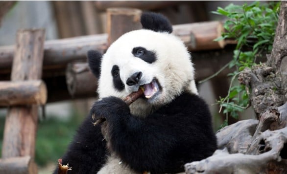 Charming Chengdu 3-Day City Escape