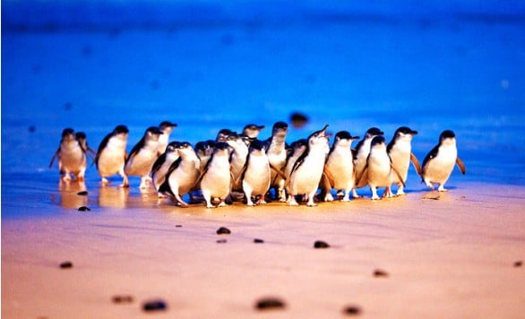 墨尔本企鹅岛一日游